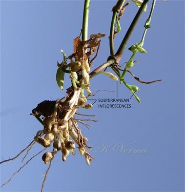  Subterranean inflorescences
